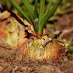 Kan jeg bruge min løvrive til at lave bede og jævne jorden?